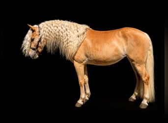 Haflinger, Stute, 3 Jahre, 150 cm, Fuchs