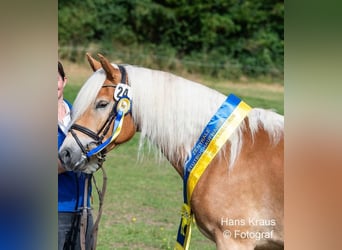 Haflinger, Stute, 3 Jahre, 150 cm, Fuchs