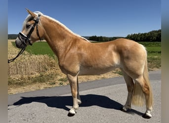 Haflinger, Stute, 3 Jahre, 150 cm, Fuchs