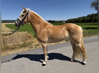 Haflinger, Stute, 3 Jahre, 150 cm, Fuchs