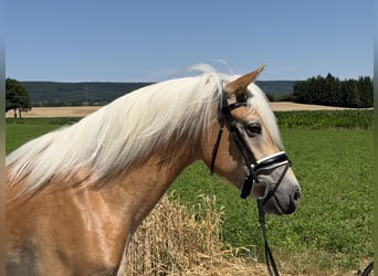 Haflinger, Stute, 3 Jahre, 150 cm, Fuchs