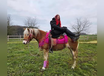Haflinger, Stute, 3 Jahre, 150 cm, Fuchs