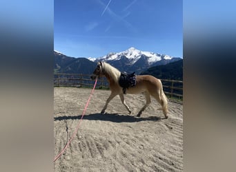 Haflinger, Stute, 3 Jahre, 150 cm, Fuchs