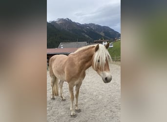 Haflinger, Stute, 3 Jahre, 150 cm, Fuchs