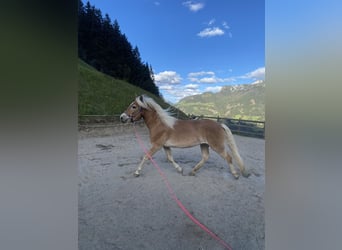 Haflinger, Stute, 3 Jahre, 150 cm, Fuchs