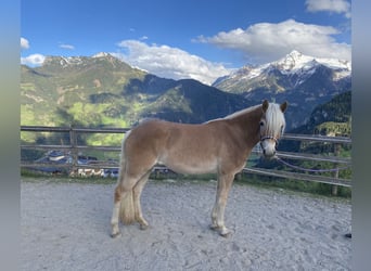 Haflinger, Stute, 3 Jahre, 150 cm, Fuchs