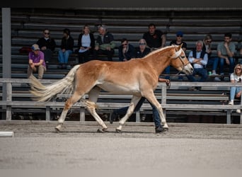 Haflinger, Stute, 3 Jahre, 150 cm, Fuchs