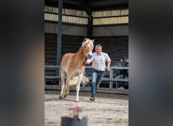 Haflinger, Stute, 3 Jahre, 150 cm, Fuchs