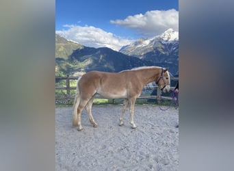 Haflinger, Stute, 3 Jahre, 150 cm, Fuchs