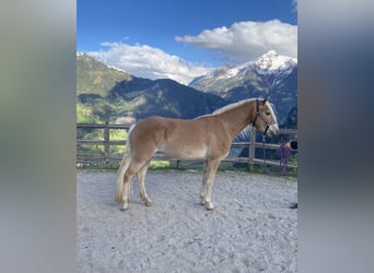 Haflinger, Stute, 3 Jahre, 150 cm, Fuchs