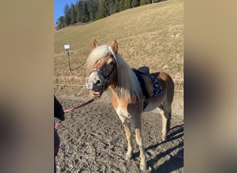 Haflinger, Stute, 3 Jahre, 150 cm, Fuchs