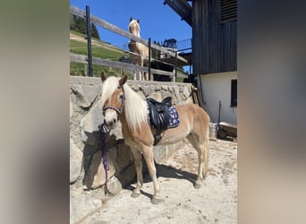 Haflinger, Stute, 3 Jahre, 150 cm, Fuchs