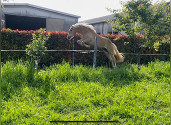 Haflinger, Stute, 3 Jahre, 150 cm, Fuchs