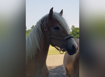 Haflinger, Stute, 3 Jahre, 150 cm, Fuchs