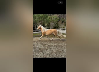 Haflinger, Stute, 3 Jahre, 150 cm, Fuchs