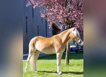 Haflinger, Stute, 3 Jahre, 150 cm, Rotfuchs