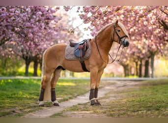Haflinger, Stute, 3 Jahre, 150 cm