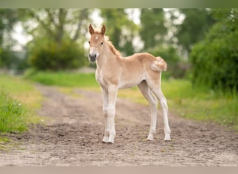 Haflinger, Stute, 3 Jahre, 150 cm
