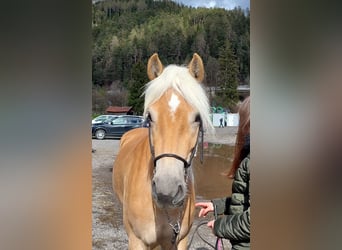 Haflinger, Stute, 3 Jahre, 150 cm