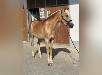 Haflinger, Stute, 3 Jahre, 151 cm
