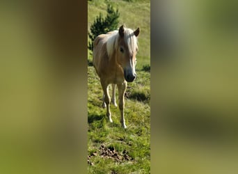 Haflinger, Stute, 3 Jahre, 151 cm