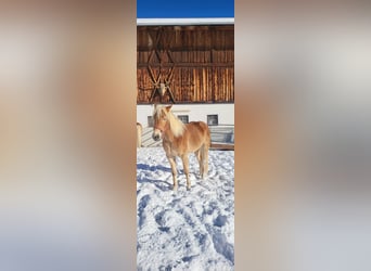 Haflinger, Stute, 3 Jahre, 151 cm