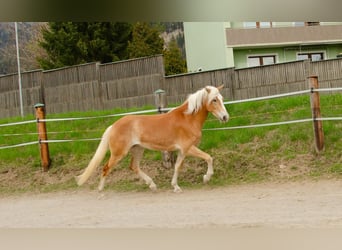Haflinger, Stute, 3 Jahre, 151 cm, Fuchs