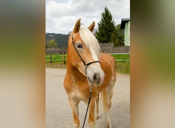 Haflinger, Stute, 3 Jahre, 151 cm, Fuchs