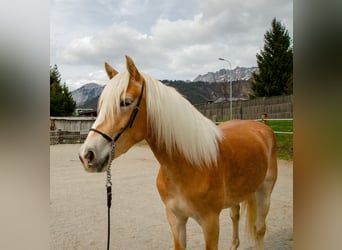 Haflinger, Stute, 3 Jahre, 151 cm, Fuchs