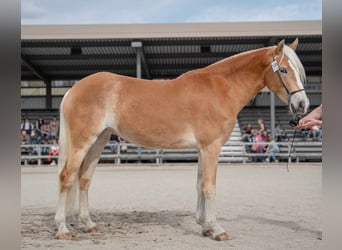 Haflinger, Stute, 3 Jahre, 151 cm, Fuchs
