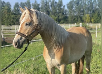 Haflinger, Stute, 3 Jahre, 152 cm