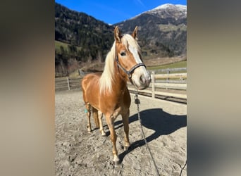 Haflinger, Stute, 3 Jahre, 152 cm