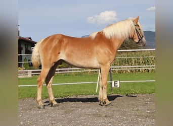 Haflinger, Stute, 3 Jahre, 152 cm, Fuchs