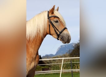 Haflinger, Stute, 3 Jahre, 152 cm, Fuchs