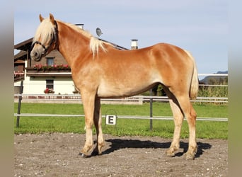 Haflinger, Stute, 3 Jahre, 152 cm, Fuchs