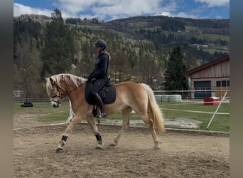 Haflinger, Stute, 3 Jahre, 152 cm, Fuchs