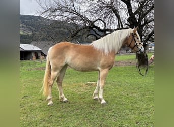 Haflinger, Stute, 3 Jahre, 152 cm, Fuchs