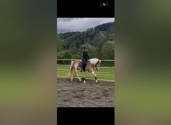 Haflinger, Stute, 3 Jahre, 152 cm, Fuchs