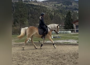Haflinger, Stute, 3 Jahre, 152 cm, Fuchs