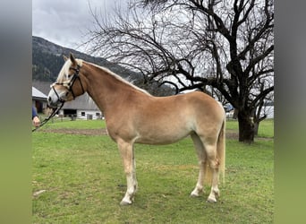 Haflinger, Stute, 3 Jahre, 152 cm, Fuchs