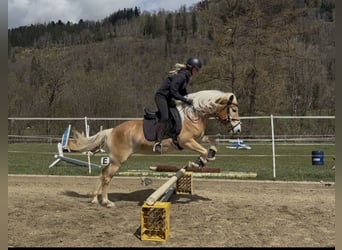 Haflinger, Stute, 3 Jahre, 152 cm, Fuchs