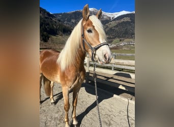 Haflinger, Stute, 3 Jahre, 153 cm