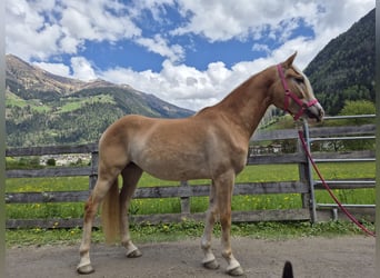 Haflinger, Stute, 3 Jahre, 153 cm