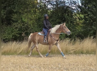 Haflinger, Stute, 3 Jahre, 153 cm, Fuchs