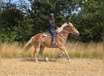 Haflinger, Stute, 3 Jahre, 153 cm, Fuchs