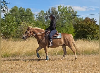 Haflinger, Stute, 3 Jahre, 153 cm, Fuchs