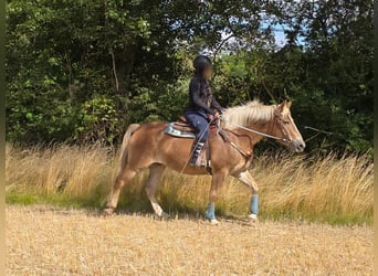 Haflinger, Stute, 3 Jahre, 153 cm, Fuchs