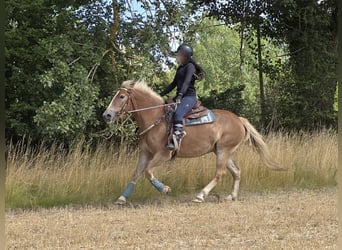 Haflinger, Stute, 3 Jahre, 153 cm, Fuchs