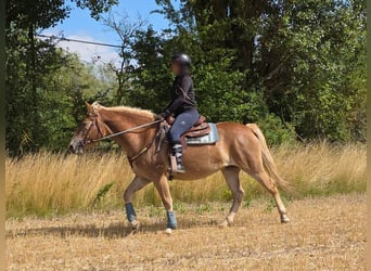Haflinger, Stute, 3 Jahre, 153 cm, Fuchs