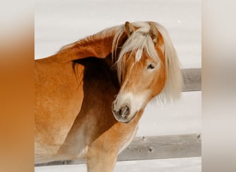 Haflinger, Stute, 3 Jahre, 153 cm, Fuchs